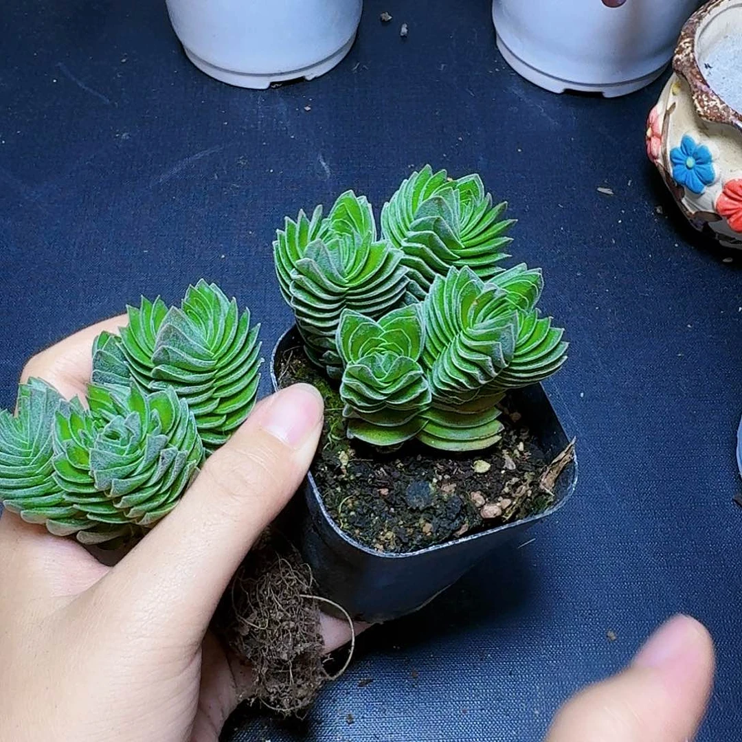 方塔群生裸根一颗