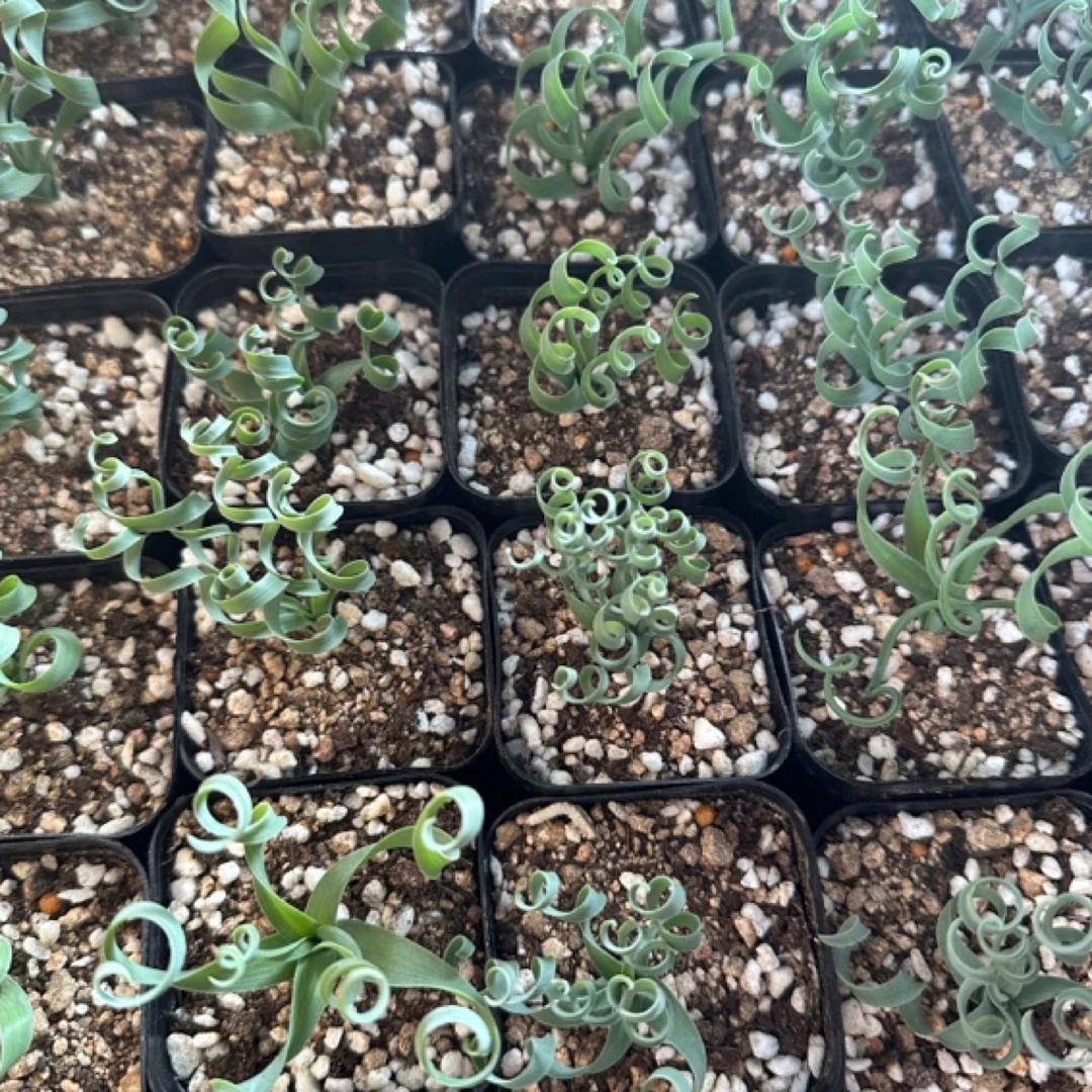 宽叶贵妃弹簧草方盆裸根一颗