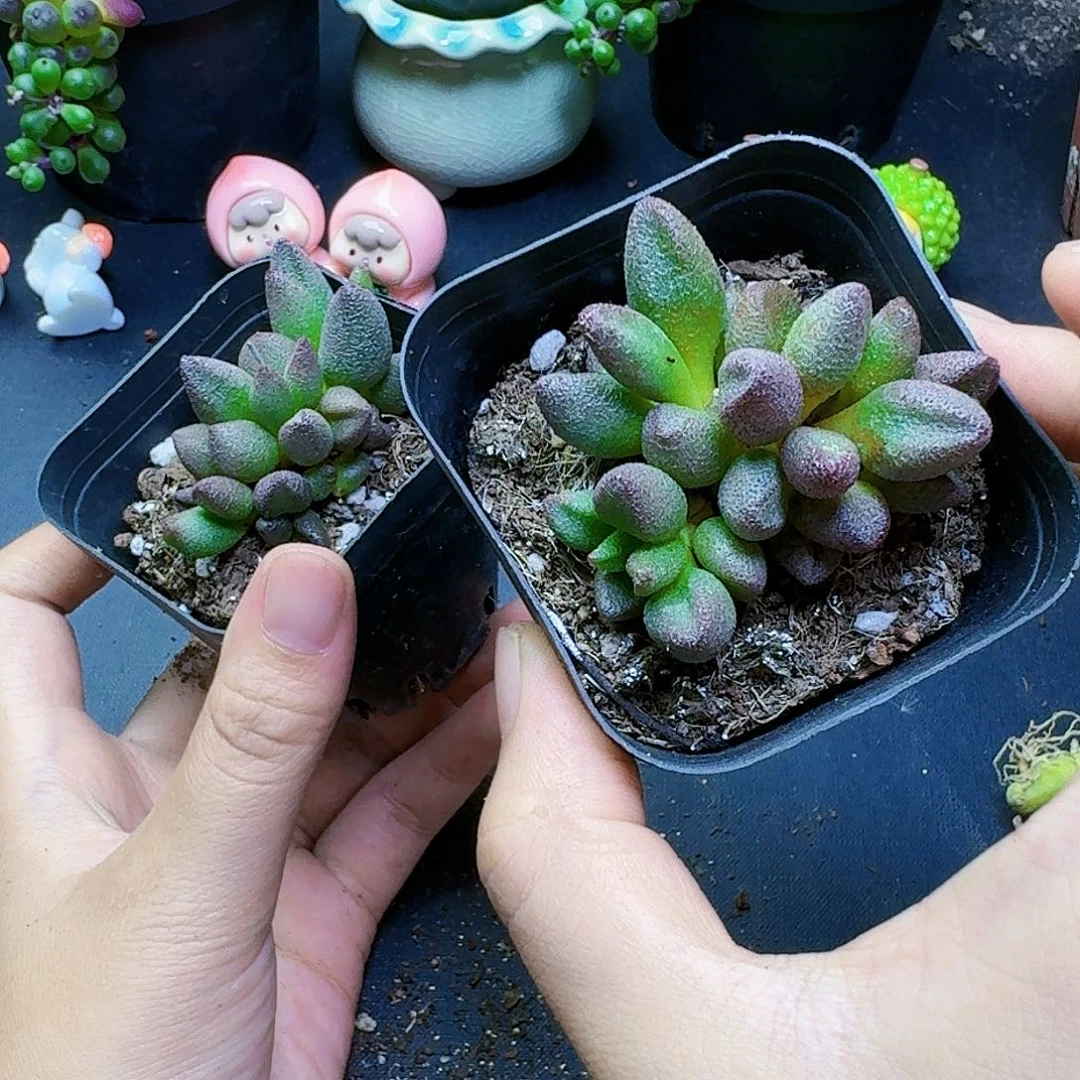 小红嘴一物一拍带盆一盆