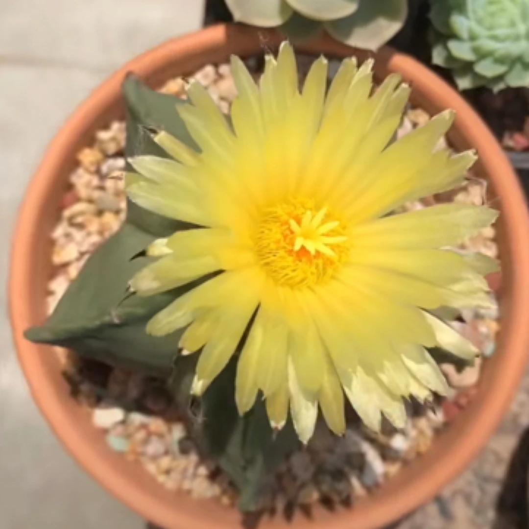 大号圆盆 五角星仙人球 裸根一颗