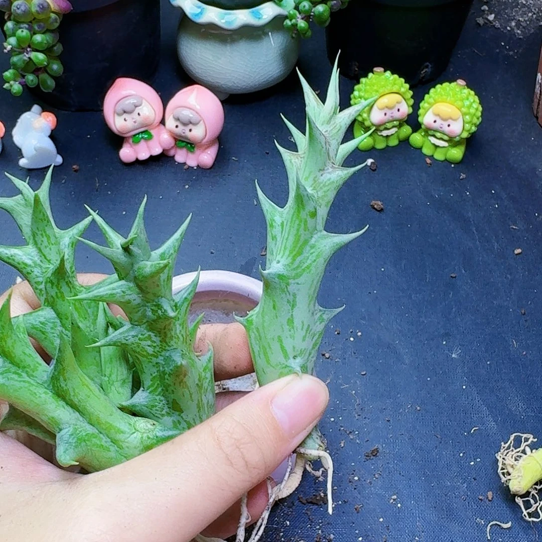 单头紫龙角一颗裸根