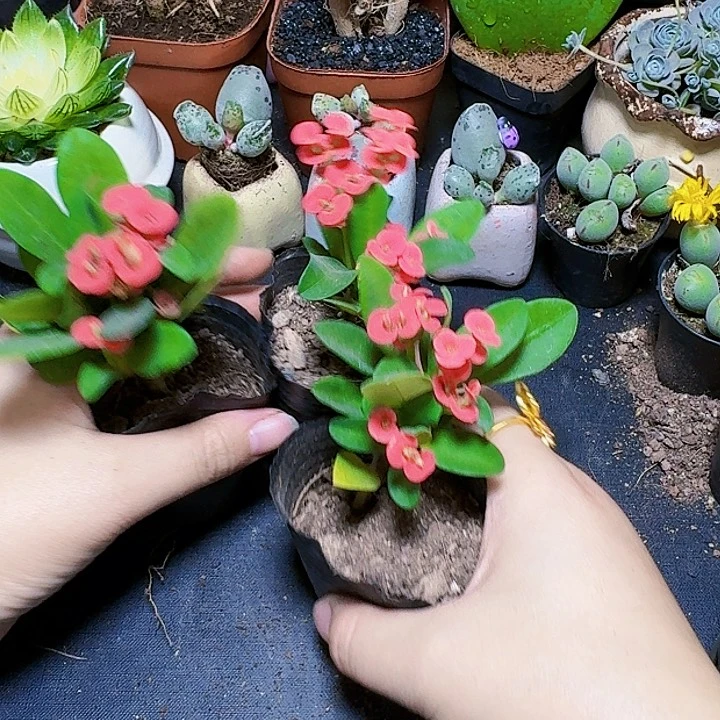 3颗虎刺梅裸根福利炸