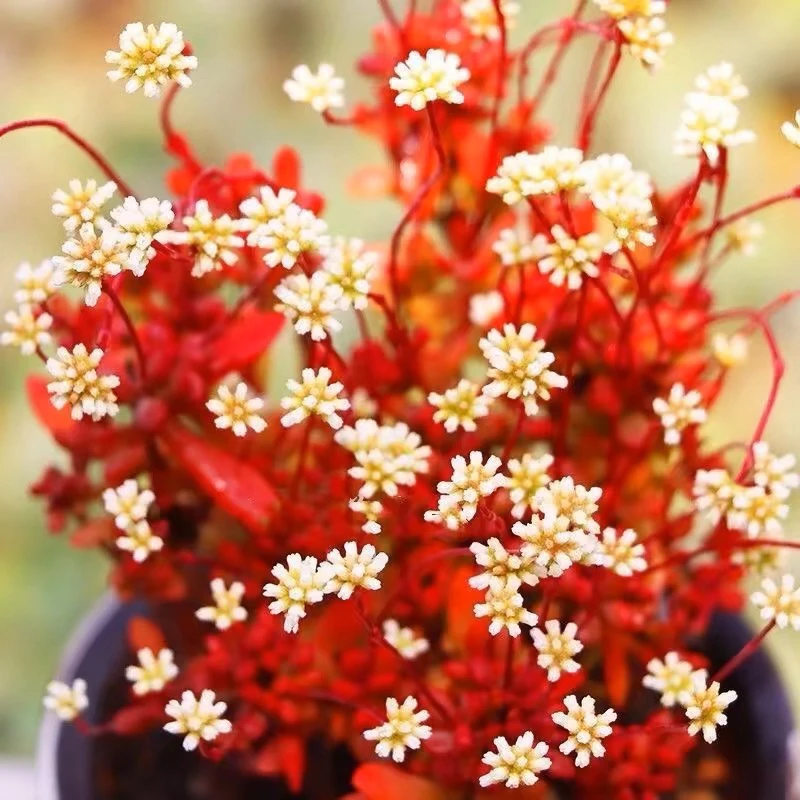 多肉植物 红稚儿带盆栽好一盆满盆 6公分盆