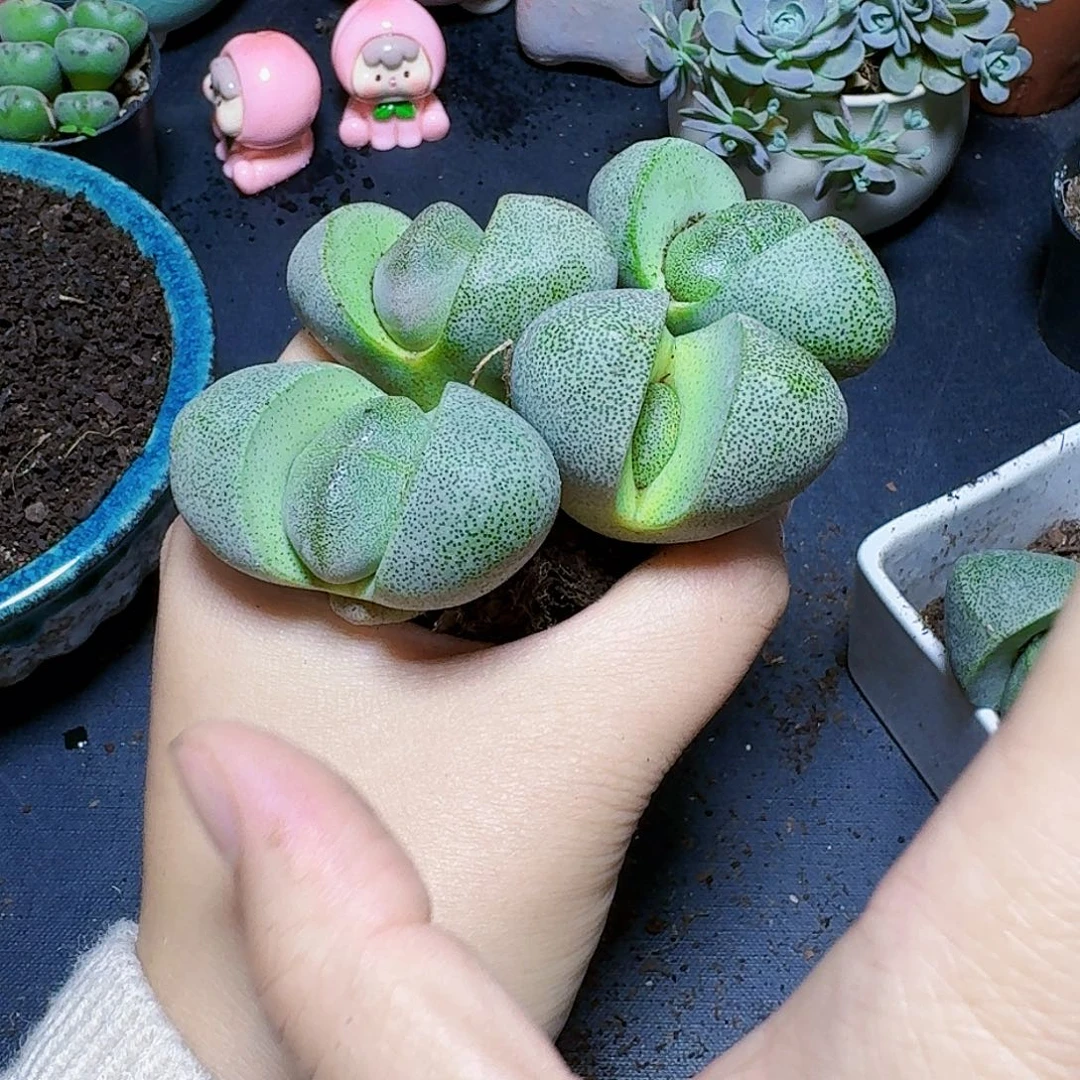 4厘米绿元宝福利4颗裸根