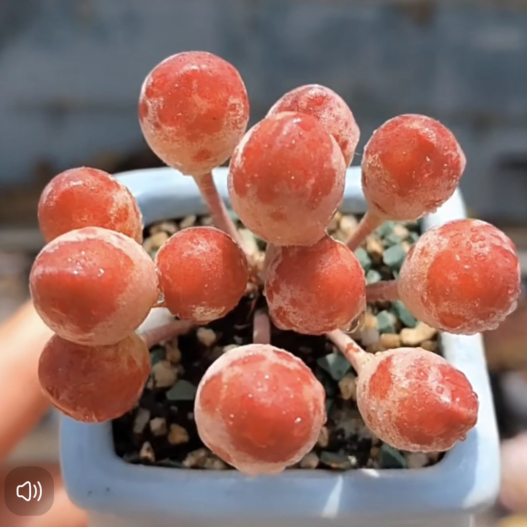 《满18元包.邮》精品多头鼓锤裸根一颗