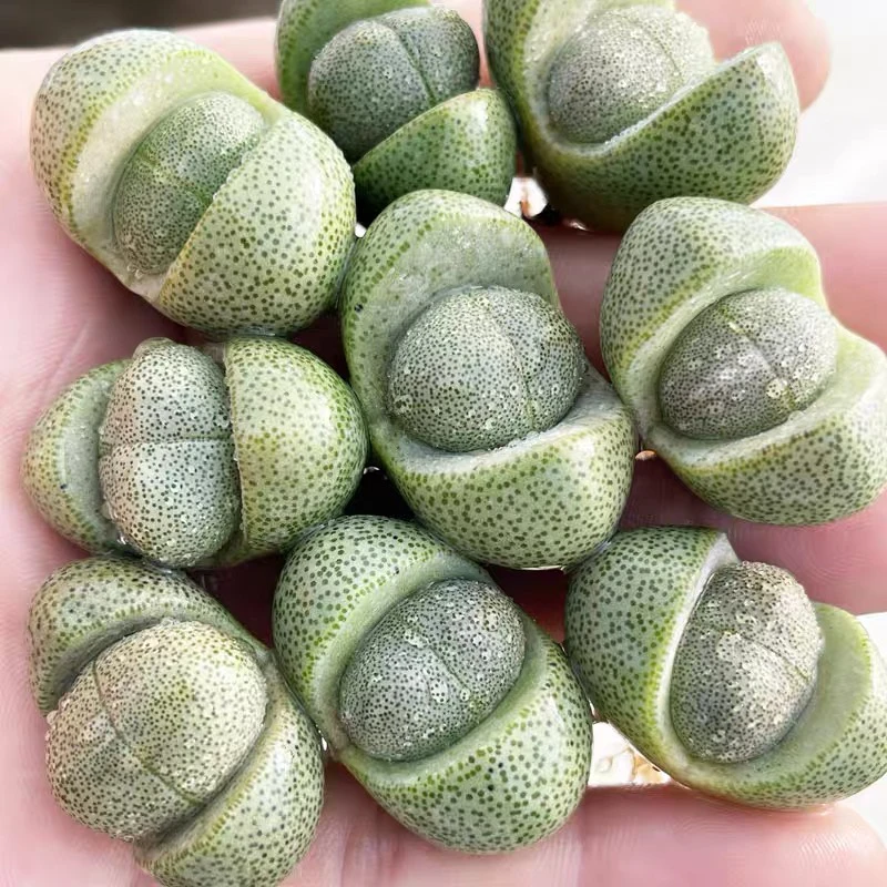 《满18包邮48小时内发货》3厘米左右元宝一颗脱土发货多肉植物