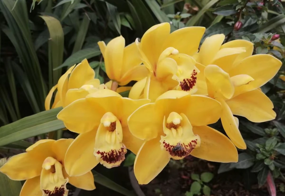 云南高黎贡山香花虎头直播间一物一拍请勿乱拍