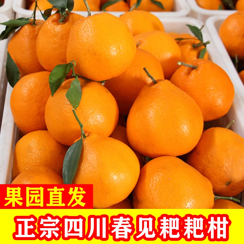 【东方薽选】四川春见耙耙柑特级粑粑柑当季新鲜果园现摘发货5-8斤