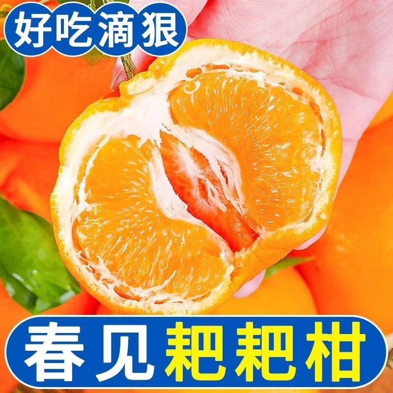 【东方薽选】正宗四川春见耙耙柑橘子水果当季柑桔爆汁爆甜5-8斤