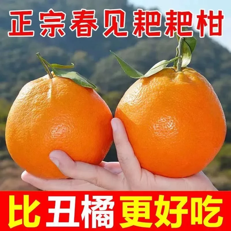 【东方薽选】正宗四川特级春见耙耙柑10斤新鲜水果柑橘子甜5-8斤