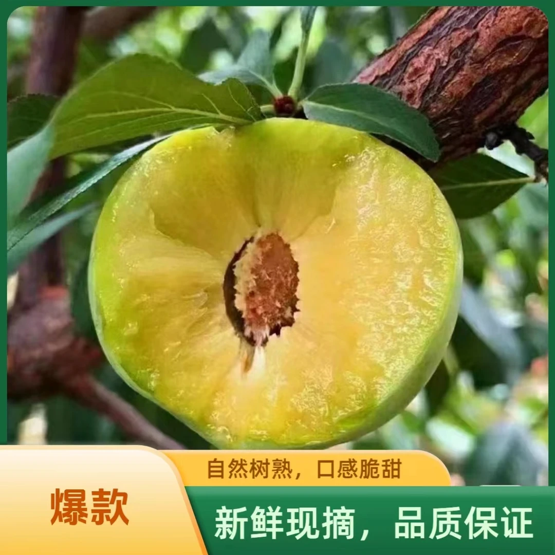 重庆青脆李脆甜李子脱骨李皮薄肉厚脆甜爽口新鲜采摘5斤装包邮
