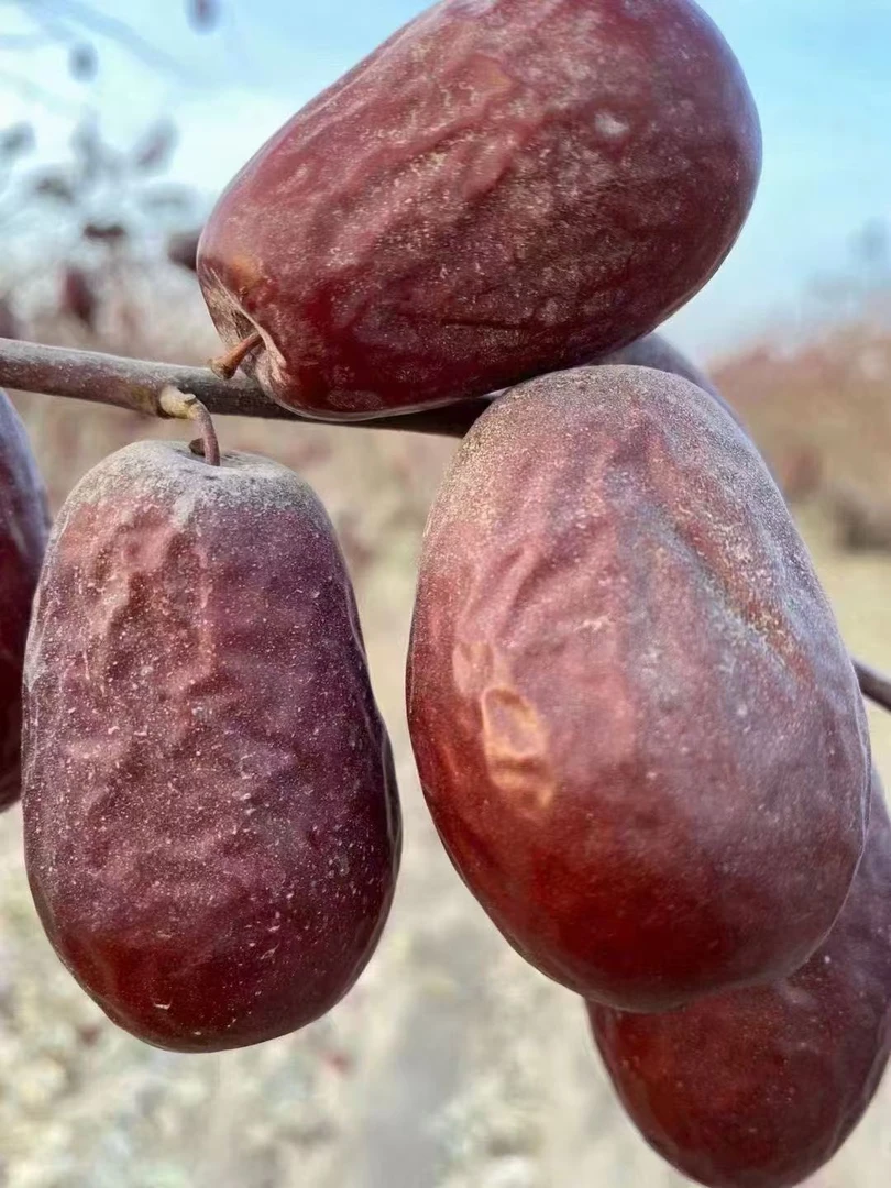 新疆和田大枣(中小果）三级2024年新货未清洗  产地直发