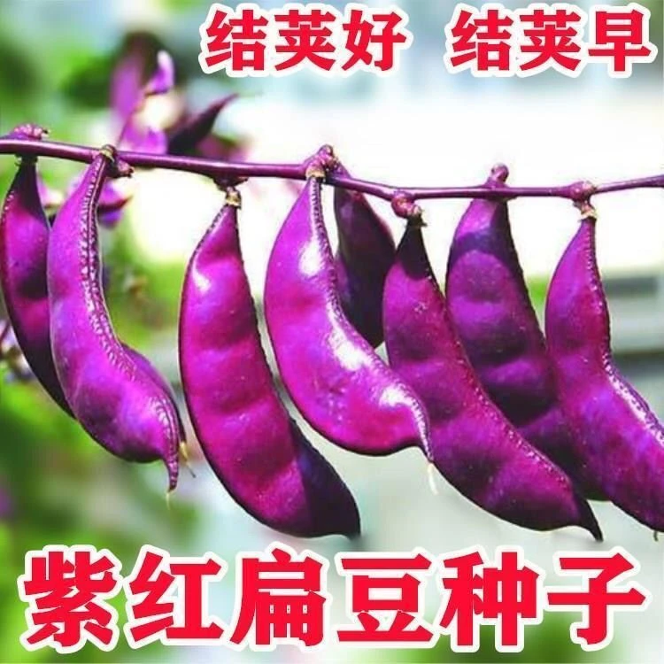 紫眉豆扁豆种子四季播蔬菜紫红梅豆角种孑猪耳朵峨眉豆种籽