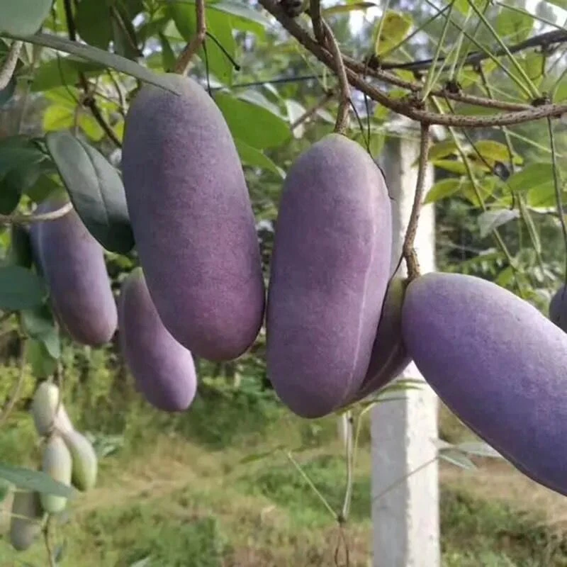 八月瓜种子紫果八月瓜树种子庭院爬藤植物食用水果八月炸种子