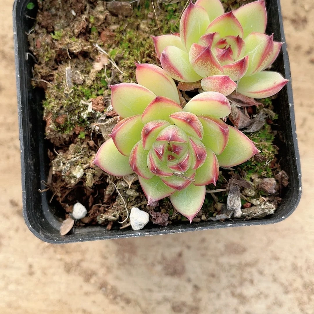 云南基地多肉090