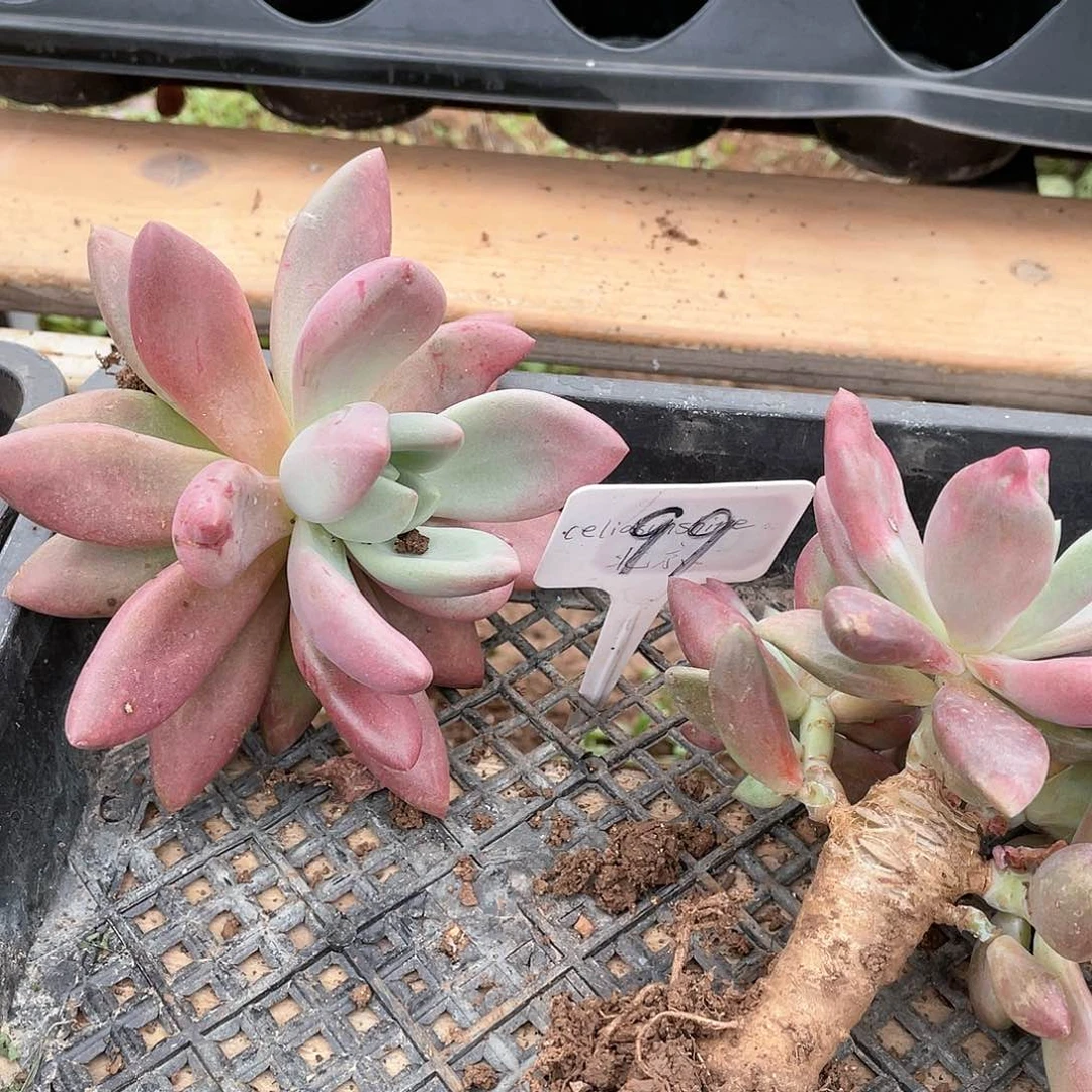 云南基地桃花源99号