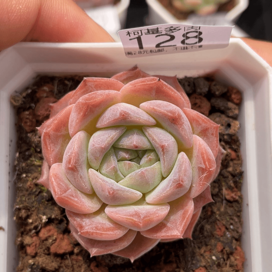 满28包邮糖心128