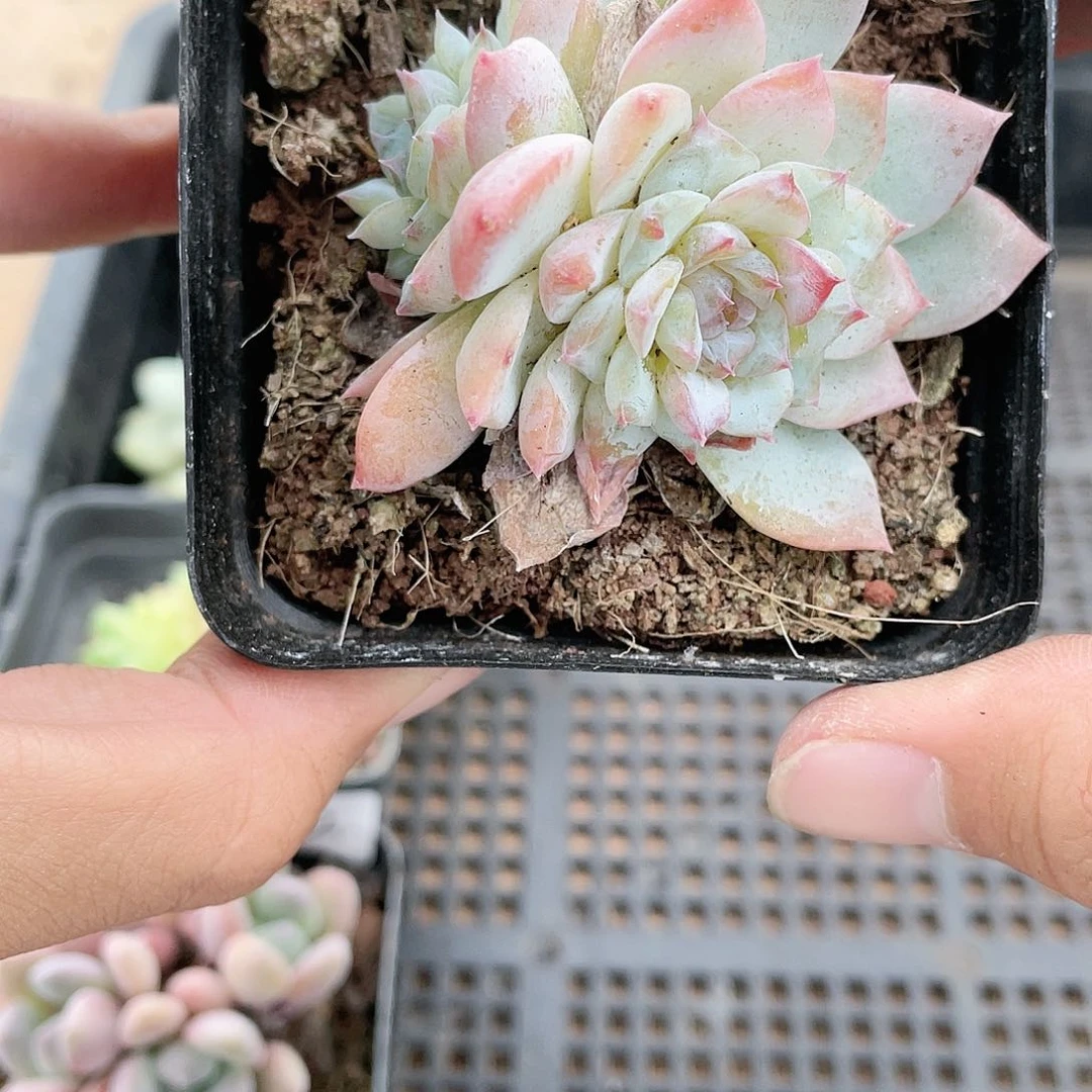 云南基地多肉234