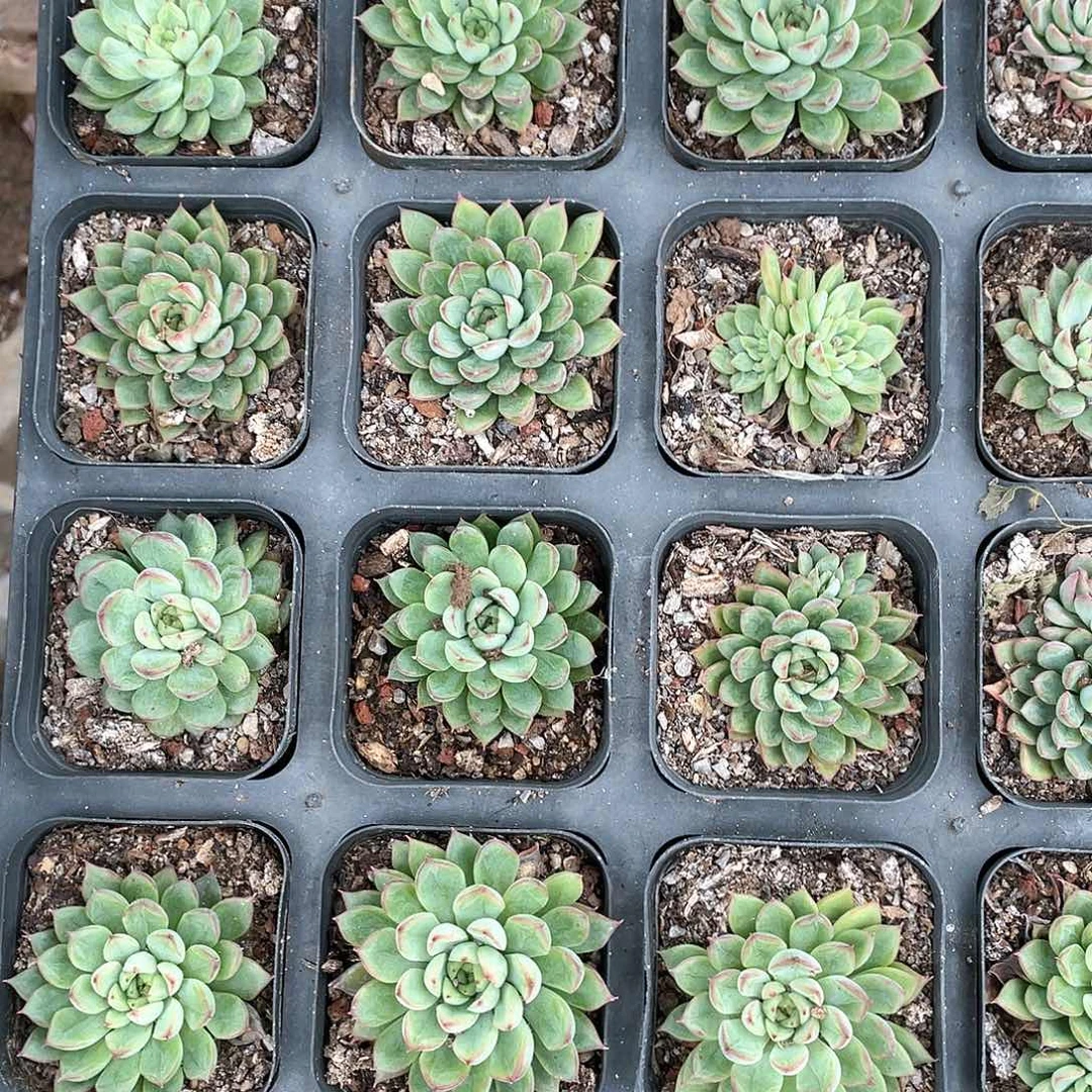 云南基地女雏44号