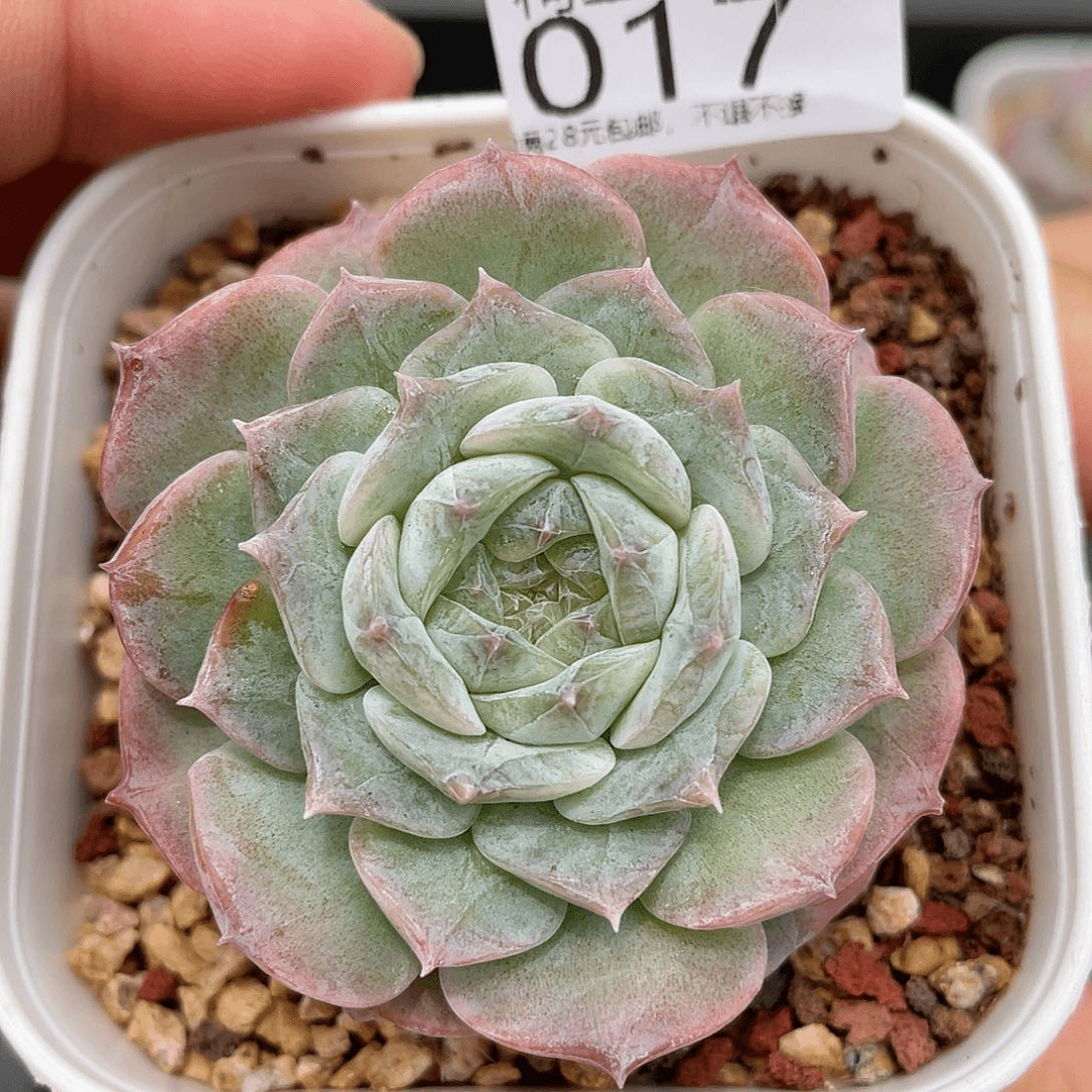 满28包邮糖心017