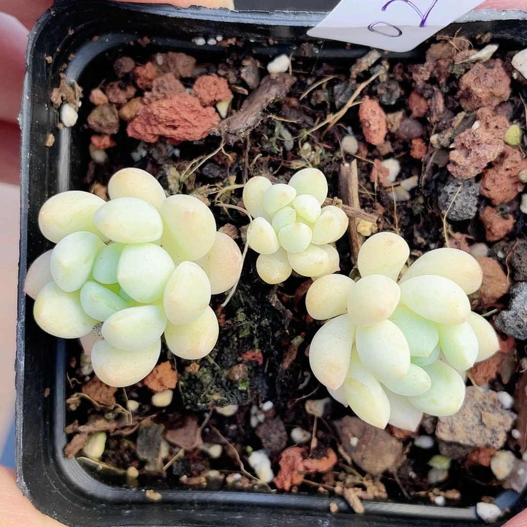 云南基地多肉027