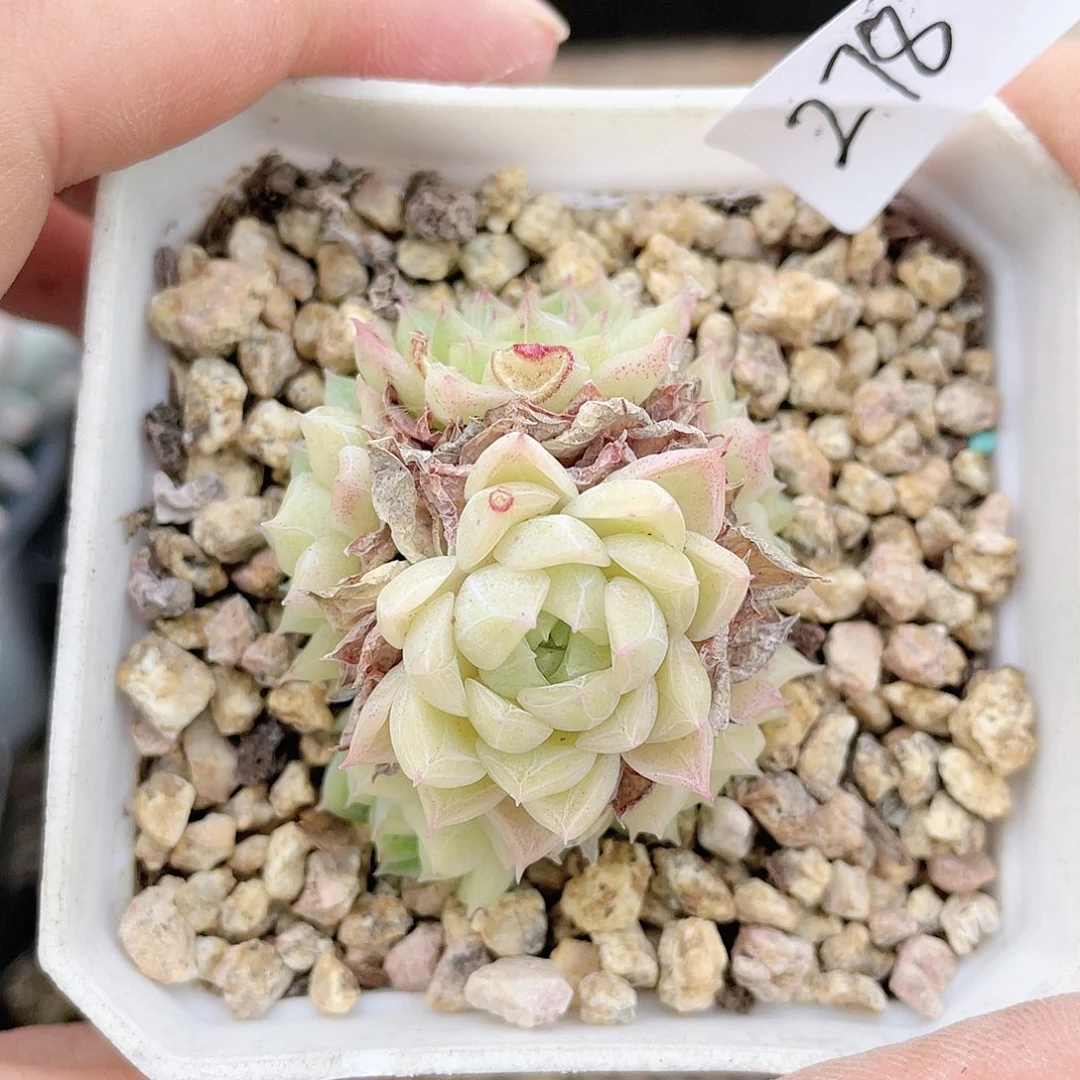 云南基地多肉278