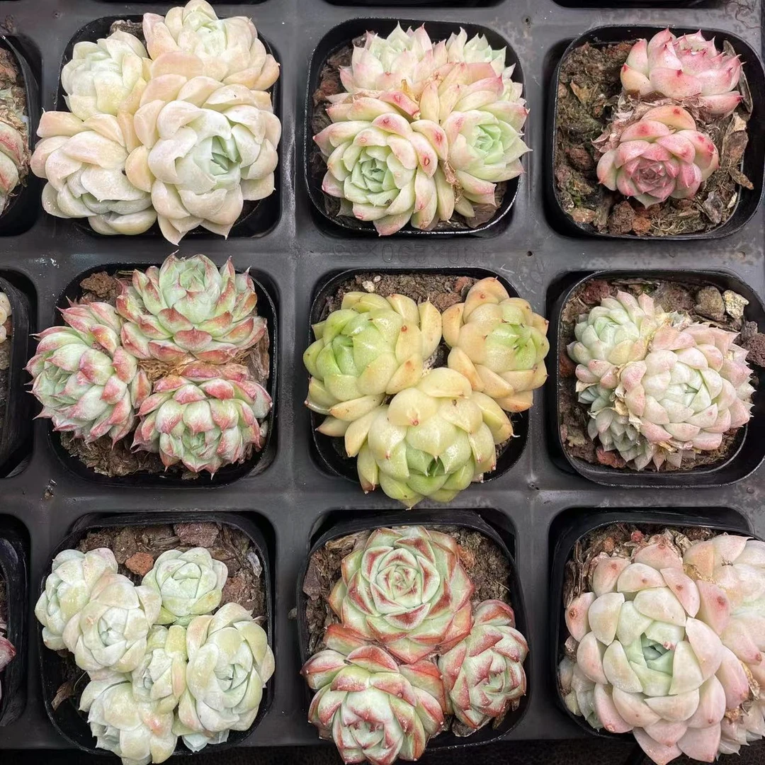 精控多肉7号箱满一箱