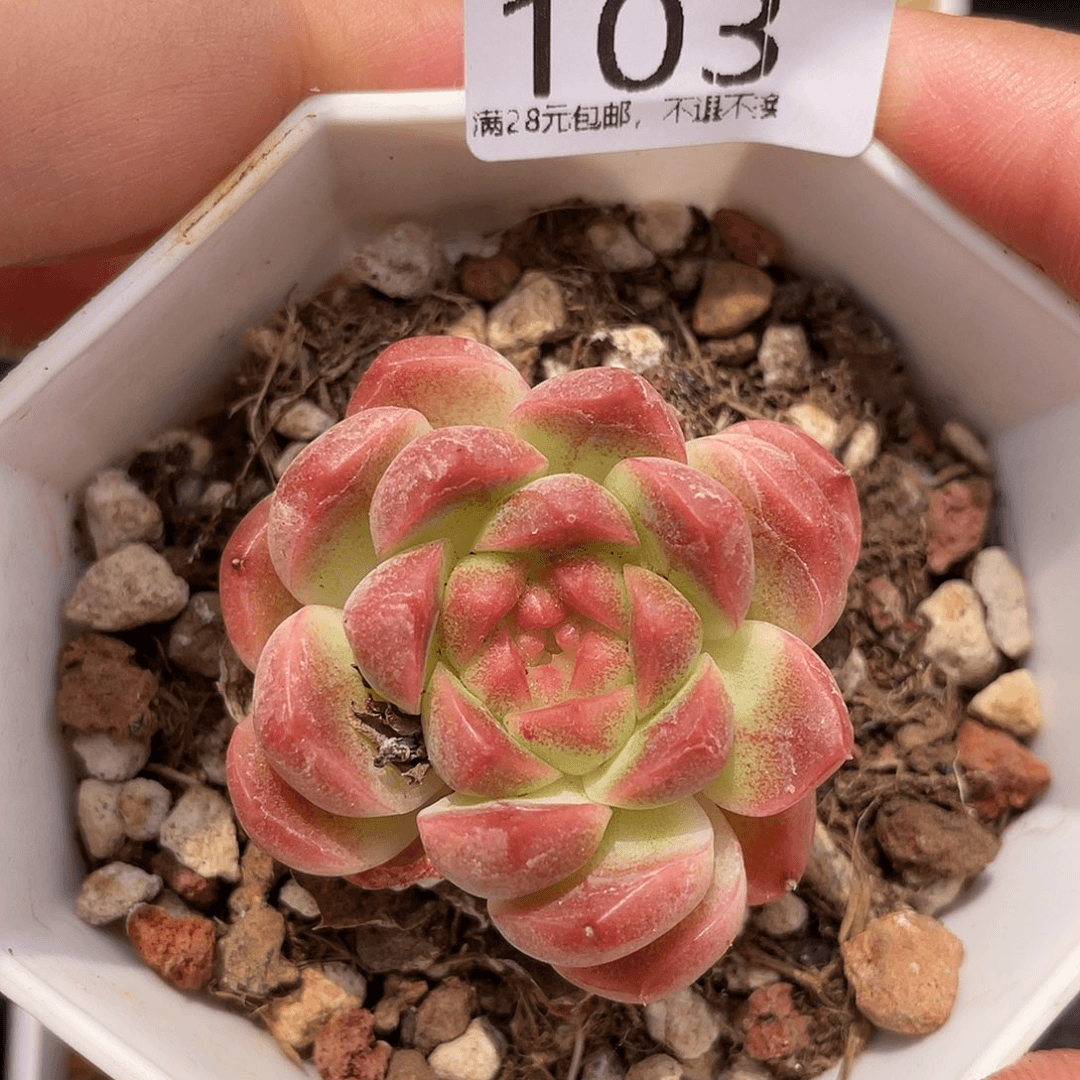 满28包邮糖心103