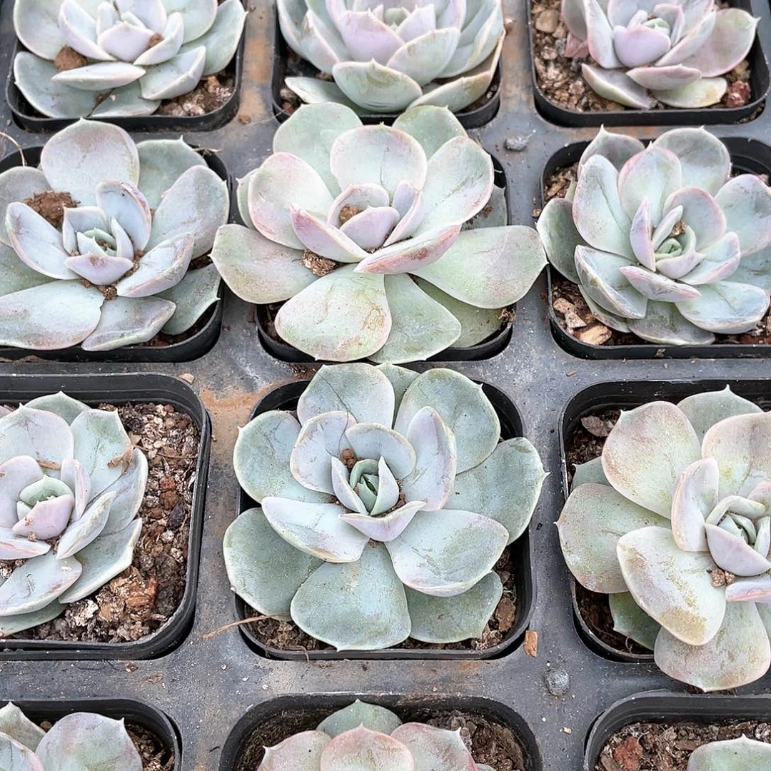 云南基地蓝色惊喜42号