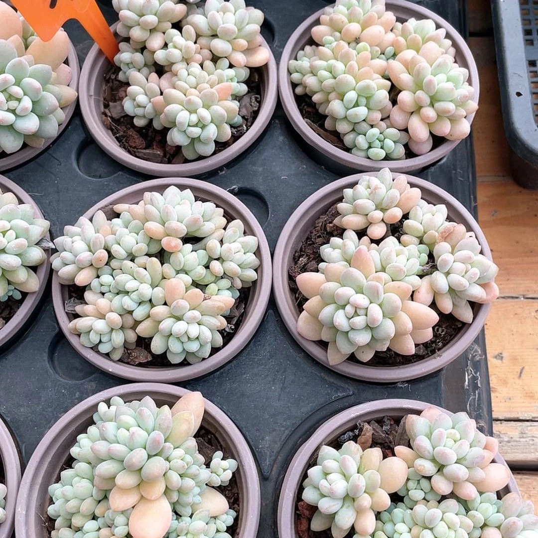 云南基地洛可可大43号