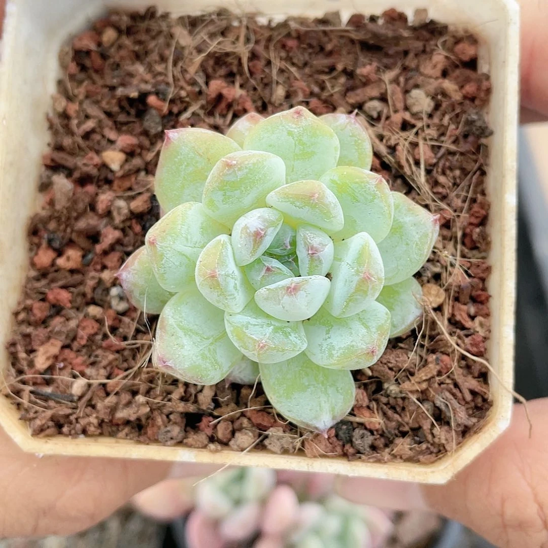 云南基地多肉225