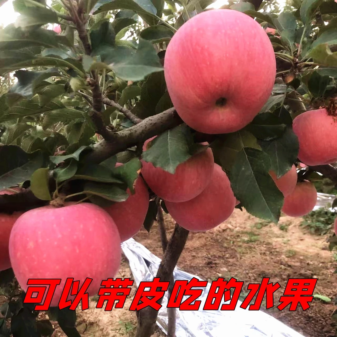 陕西乾陵脚下山地红富士苹果新鲜脆爽酸酸甜甜10斤包邮