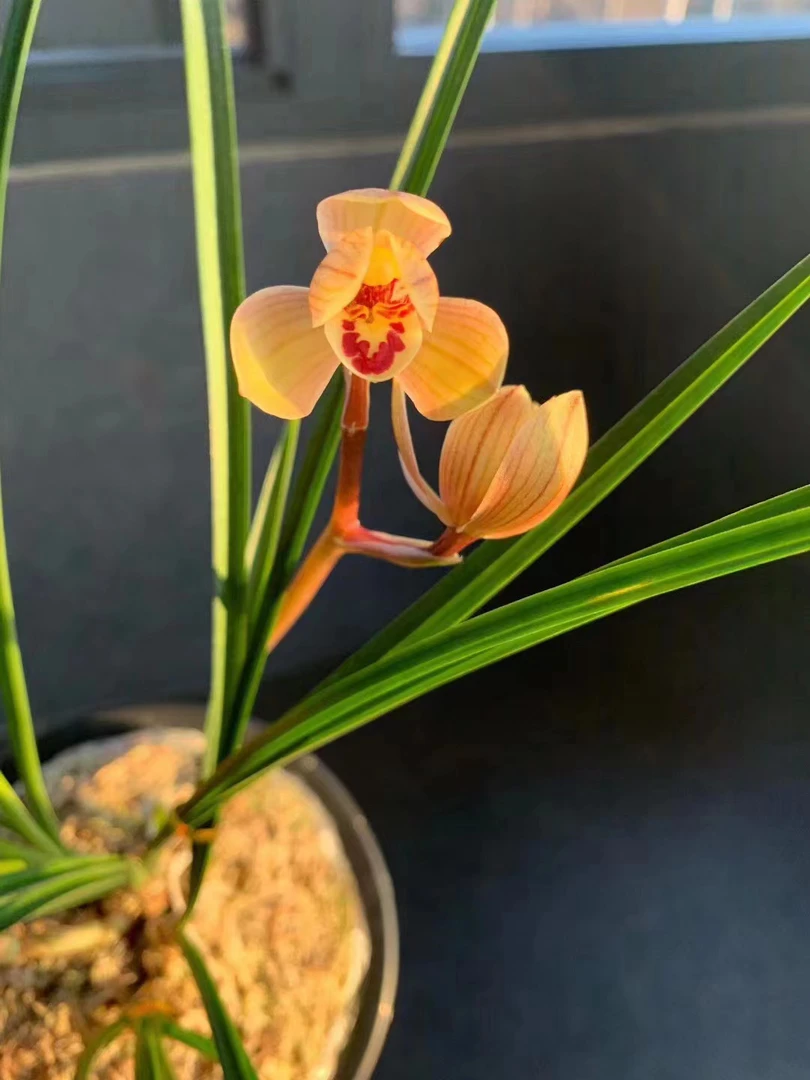 永昌金荷，根好苗壮，初春开花