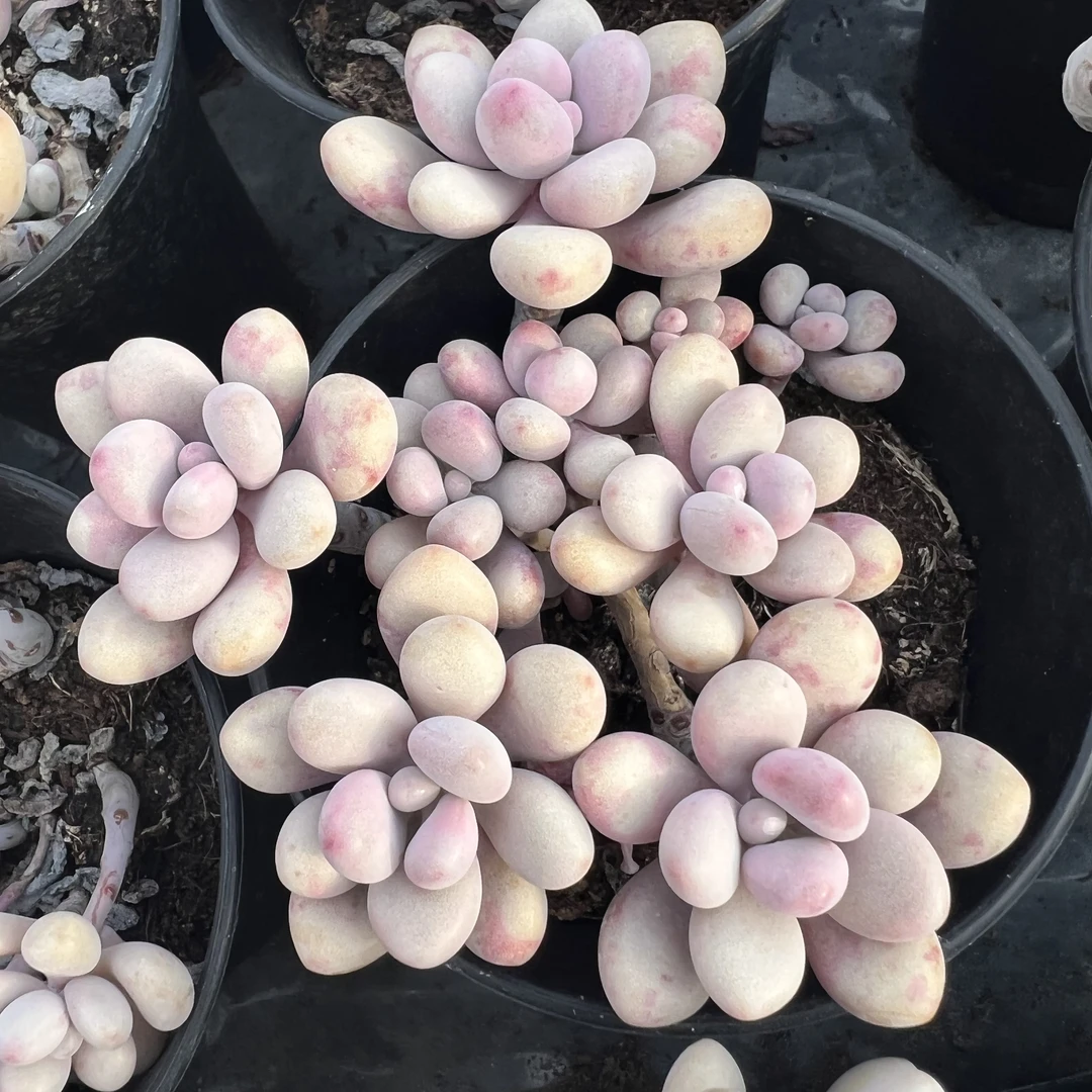 桃蛋粉嫩可爱肉肉老桩群