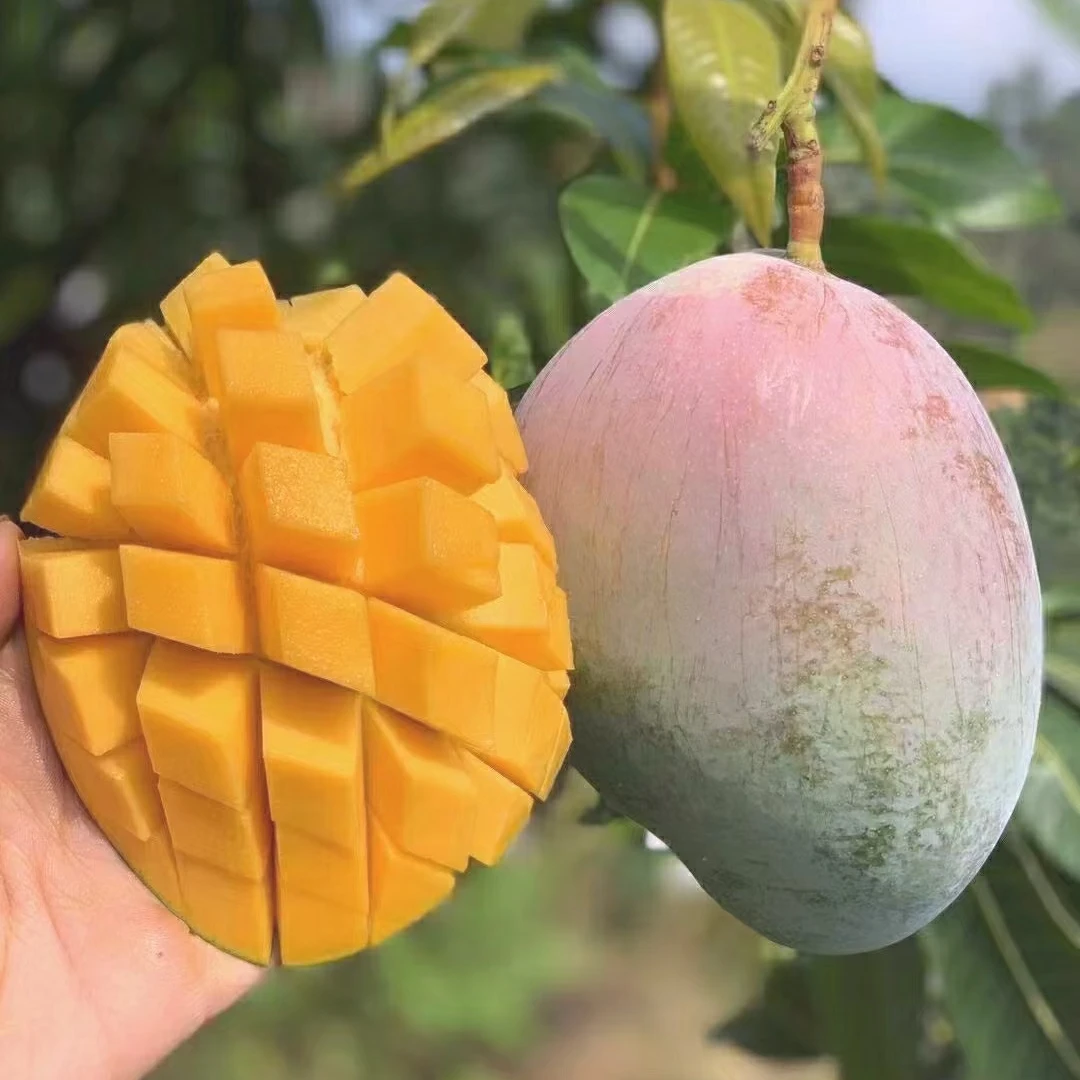 三亚北纬18澳芒芒果 精品礼盒包装十斤树上熟 空运包邮香甜软糯