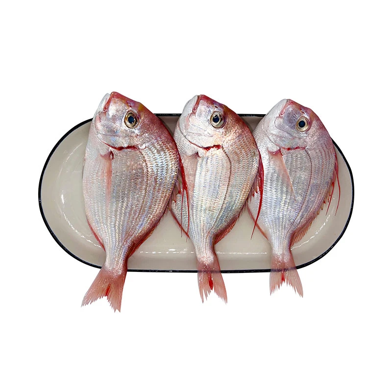 【周天配送】海钓赤棕鱼（3条装共400-500g）