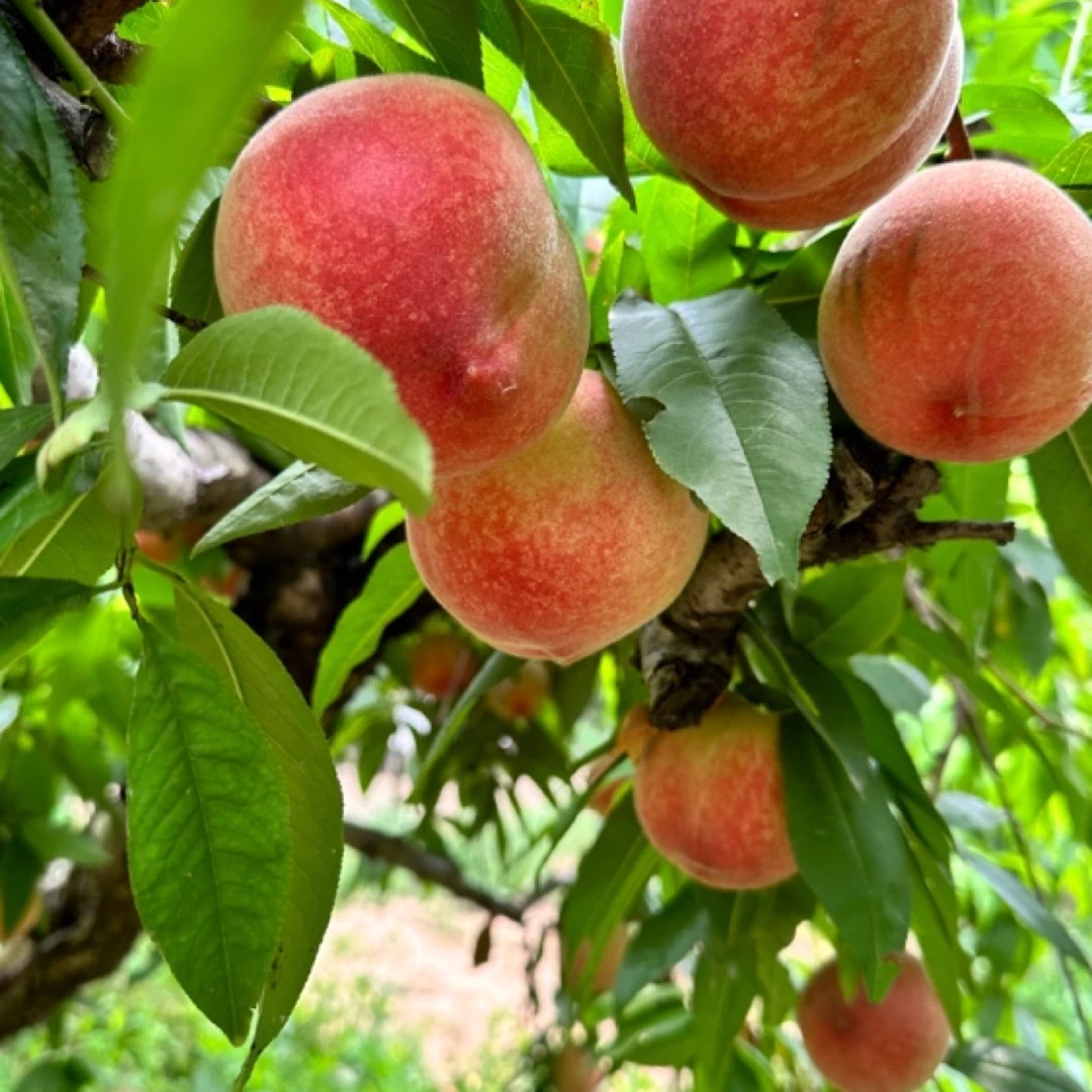 突围桃苗 一年苗 家庭种植 12月发苗