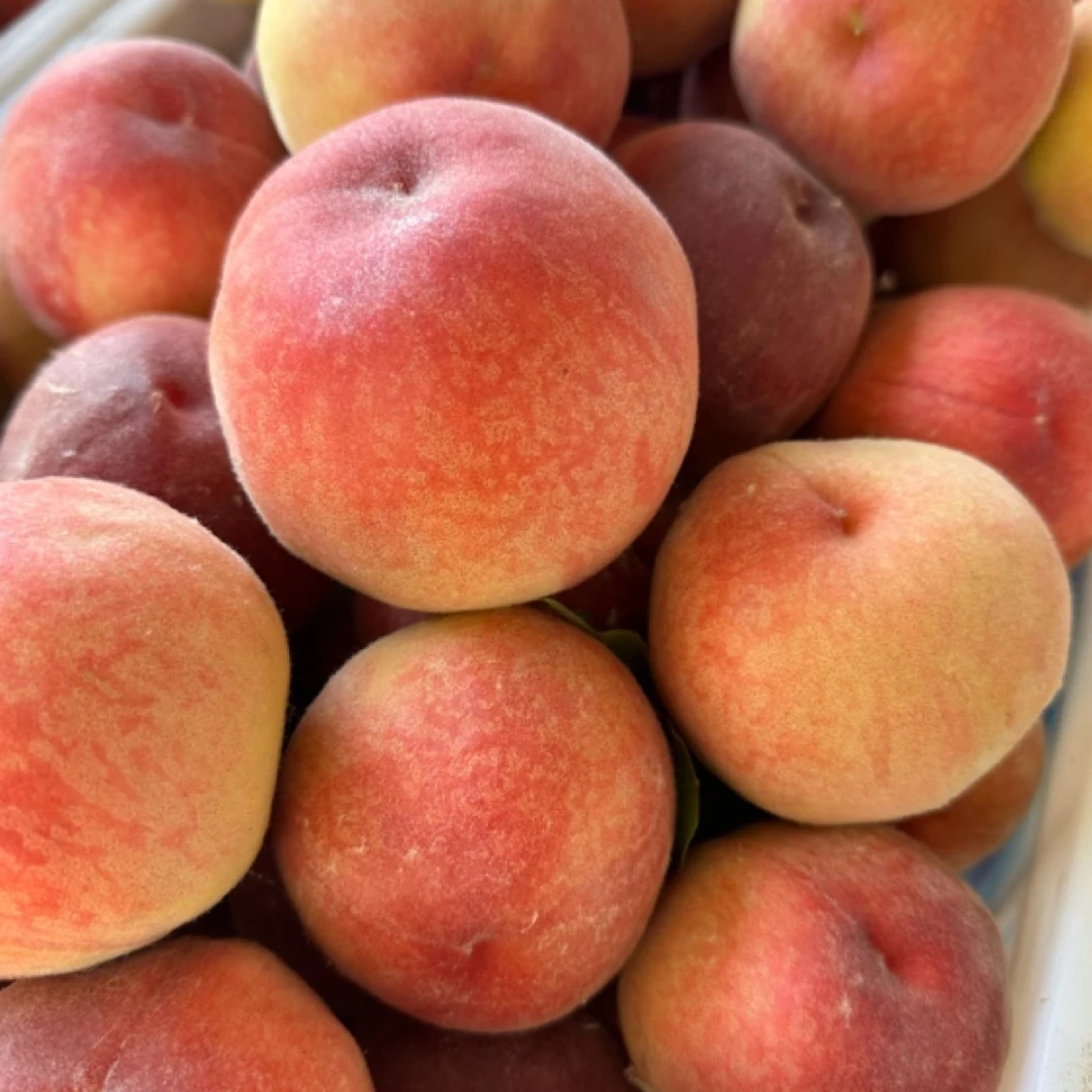 正宗黄金风桃苗 突围 新世纪桃苗 白桃油桃 蟠桃中桃9号南北种植