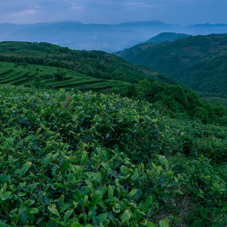 替代  福鼎白茶  正宗白茶