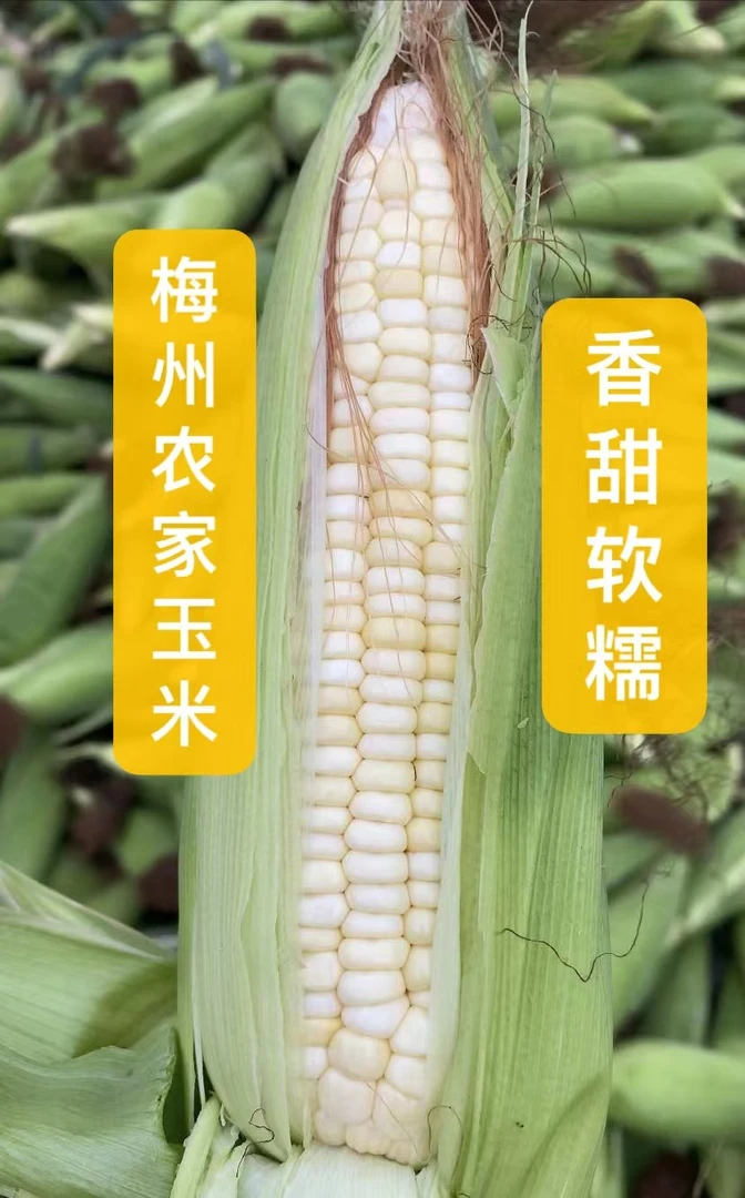 梅州农家白糥玉米带皮新鲜现摘甜糥粗粮轻食代餐包邮