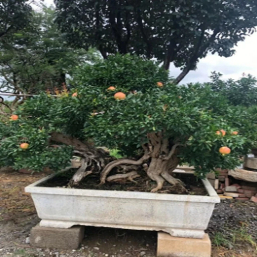 2绿植盆栽庭院花卉树植物.一物一拍
