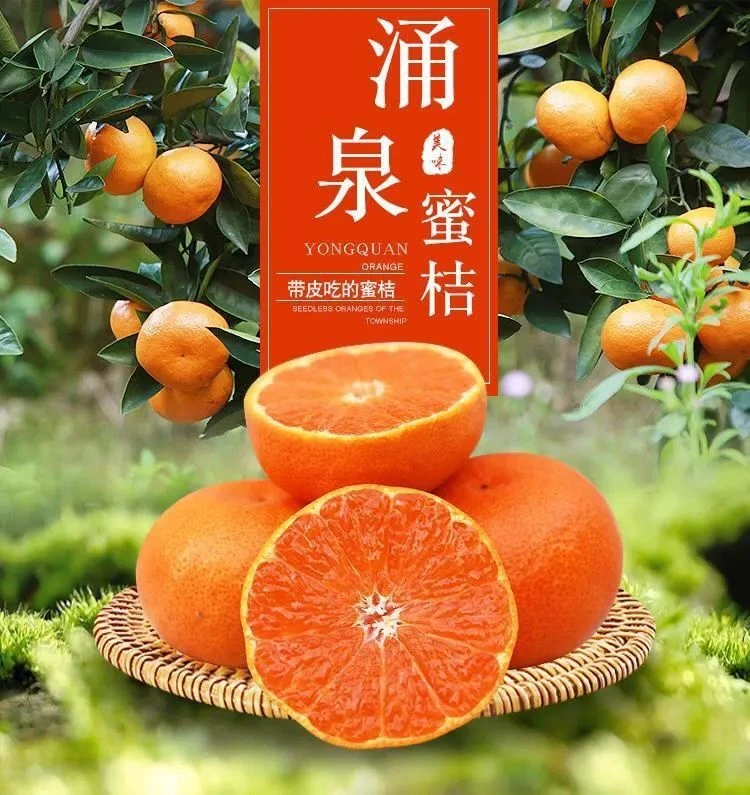 【货真价实】正宗高山涌泉蜜桔自然成熟产地直发新鲜水果礼盒装包邮