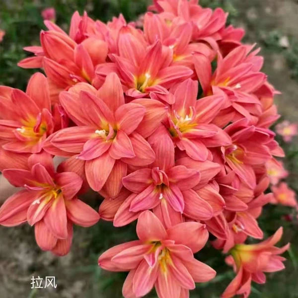 风雨兰 韭兰 韭莲 葱兰 韭菜兰 韭菜莲 重瓣单瓣阳台庭院小区种球