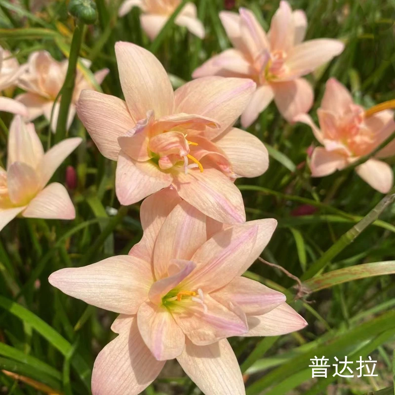 风雨兰韭兰韭莲葱兰韭菜兰重瓣单瓣石蒜开花香庭院阳台小区绿化