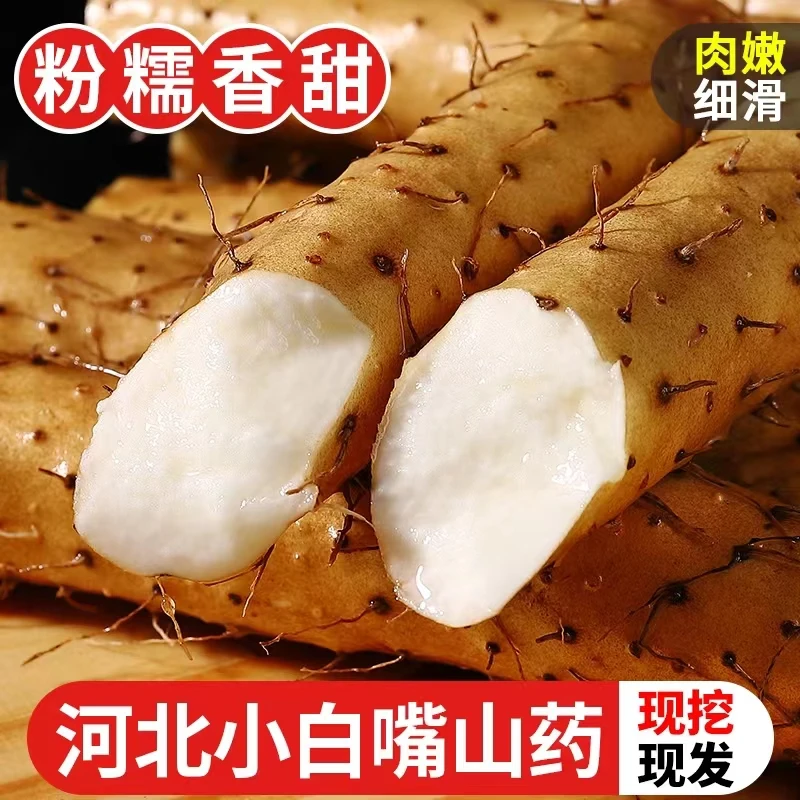 产地直发河北小白嘴铁棍淮山药粉糯香甜垆土种植新鲜5斤带土发货