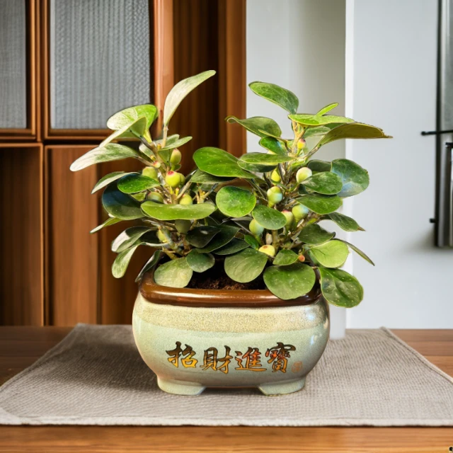 小盼菩提树带果发货精品室内小盆景植物盆栽佛心四季常青冰裂歌谣