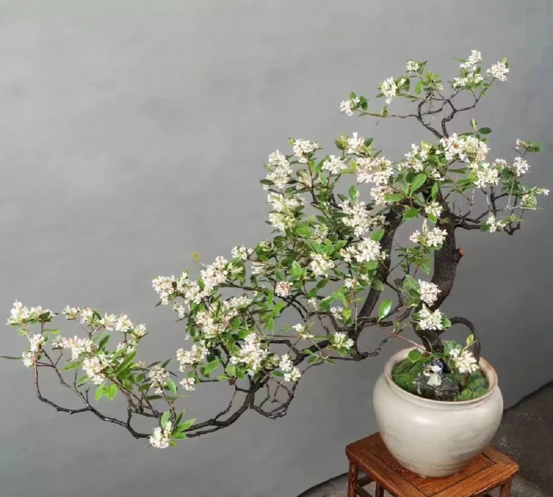 春花.栀子花.映山红等精品天然桩绿植盆栽直播间一物一拍链接勿拍