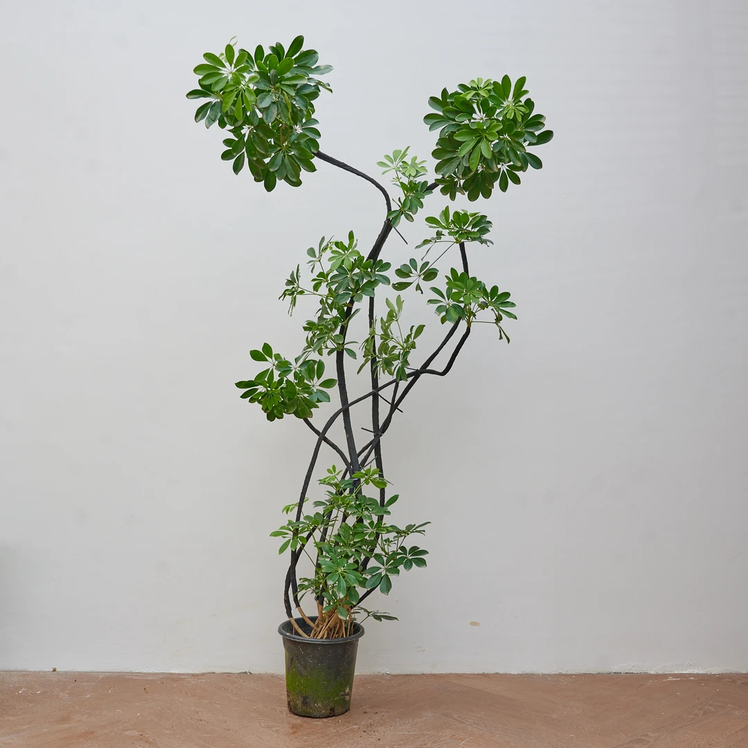 造型鸭脚木客厅盆栽植物