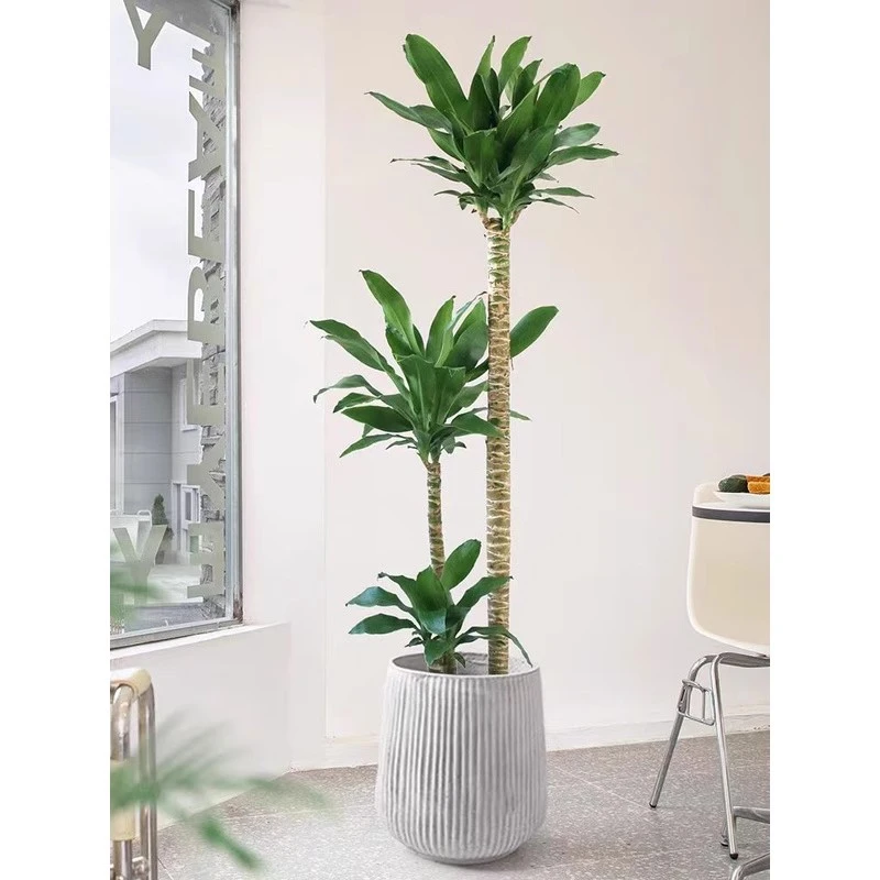 荷花铁客厅盆栽植物多层办公室内净化空气大型绿植光照发货土壤