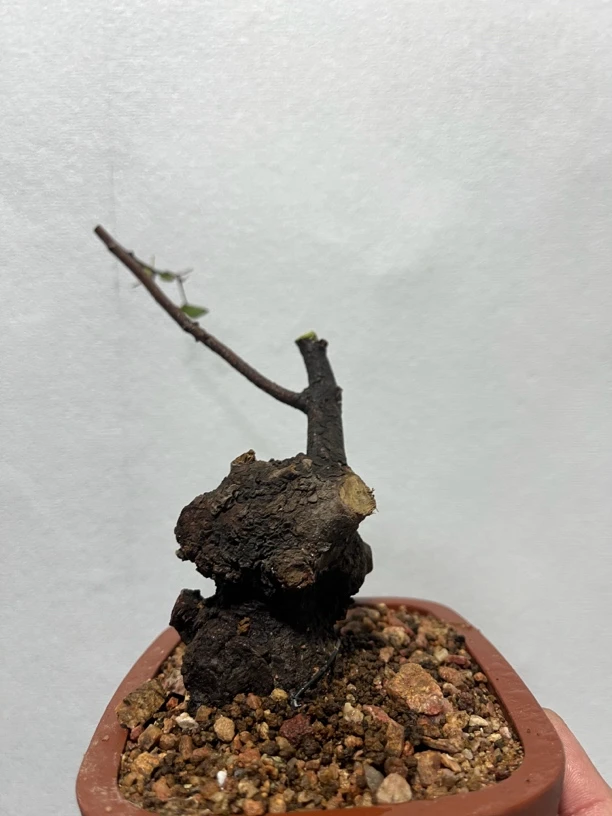 黄栌盆景素材商品链接（直播间一物一拍）